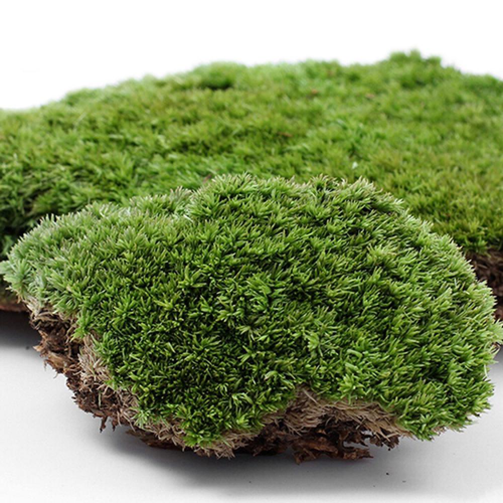 Terrarium Moss Art - 인공 녹색 잔디 이끼 식물 장식,