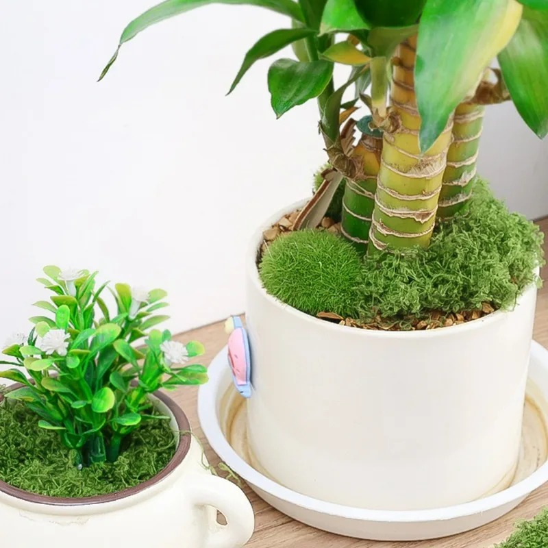 30/300G 인공 리얼 모스 페어리 가든 웨딩 파티  - Terrarium Moss Art 리뷰 및 가격