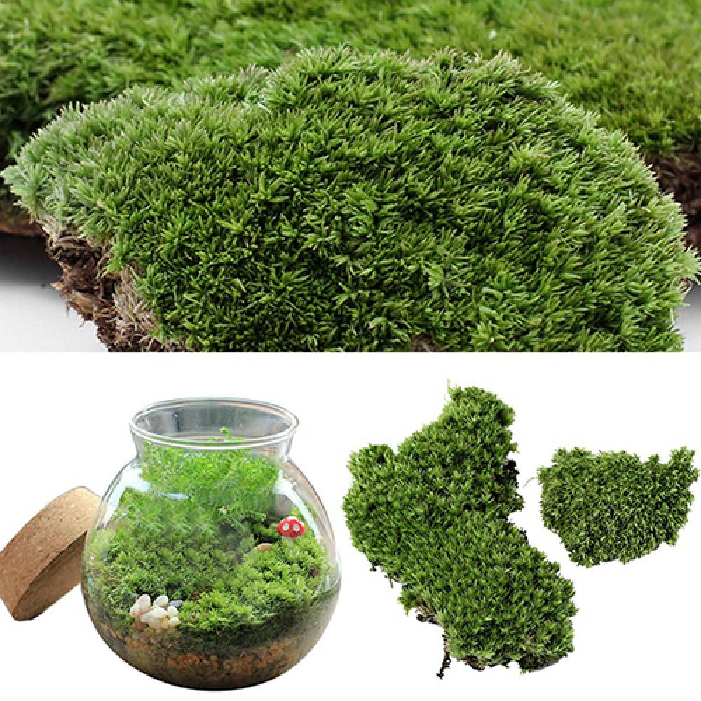 인공 녹색 잔디 이끼 식물 장식, 미니어처 홈 파티 장 - Terrarium Moss Art 리뷰 및 가격