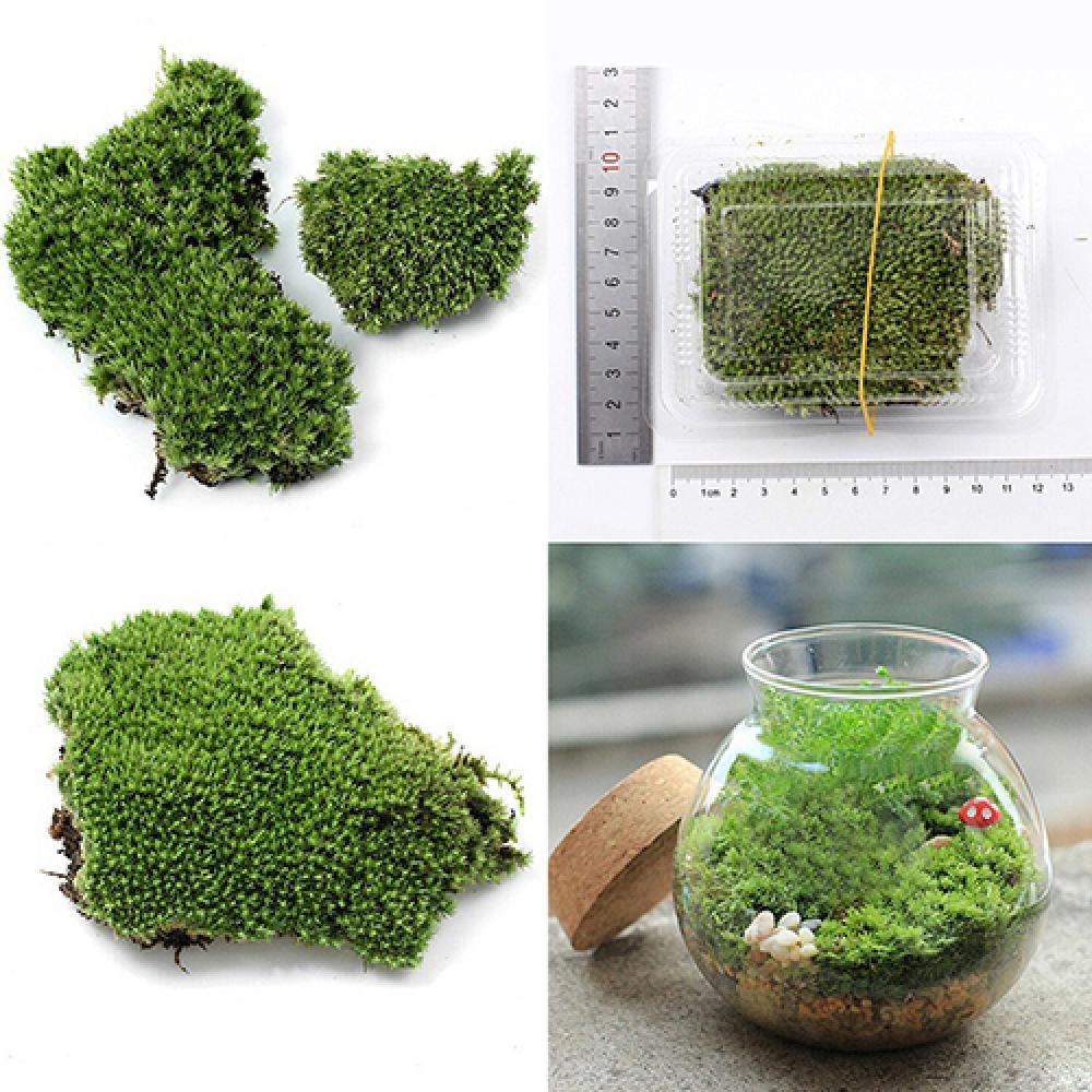 인공 녹색 잔디 이끼 식물 장식, 미니어처 홈 파티 장 - Terrarium Moss Art 리뷰 및 가격