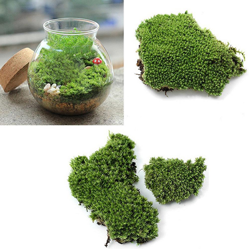인공 녹색 잔디 이끼 식물 장식, 미니어처 홈 파티 장 - Terrarium Moss Art 리뷰 및 가격