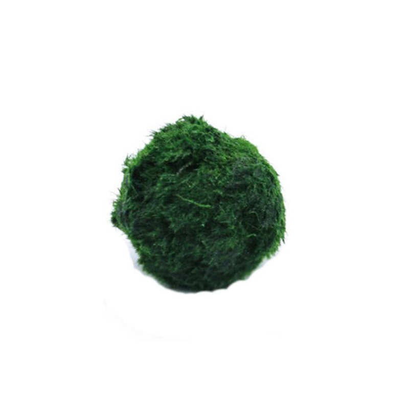 마리모 이끼 공 생물 수족관 식물 조류 물고기 새우 탱 - Terrarium Moss Art 리뷰 및 가격