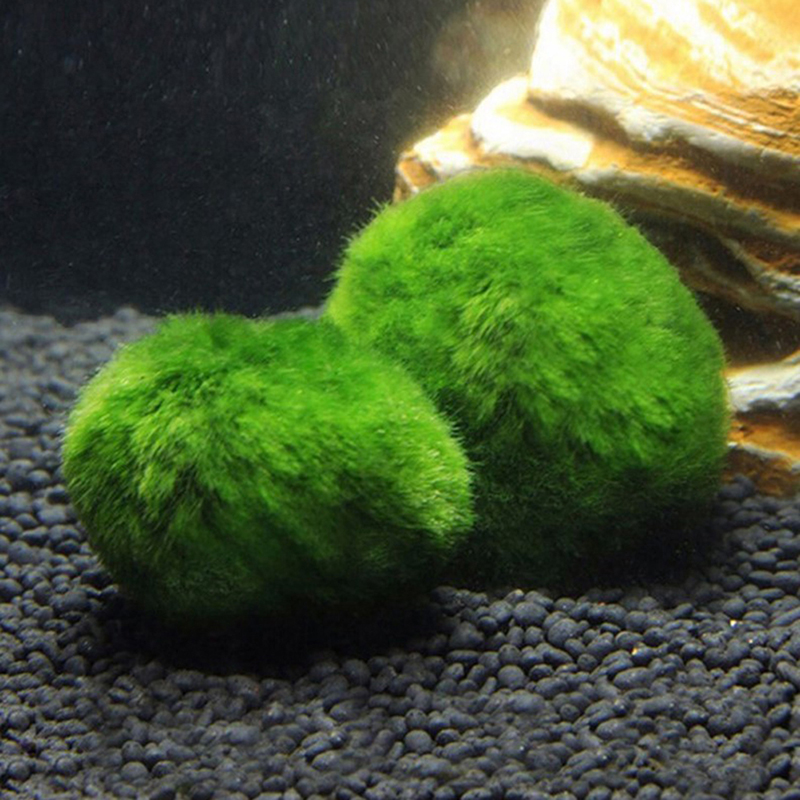 마리모 이끼 공 생물 수족관 식물 조류 물고기 새우 탱 - Terrarium Moss Art 리뷰 및 가격
